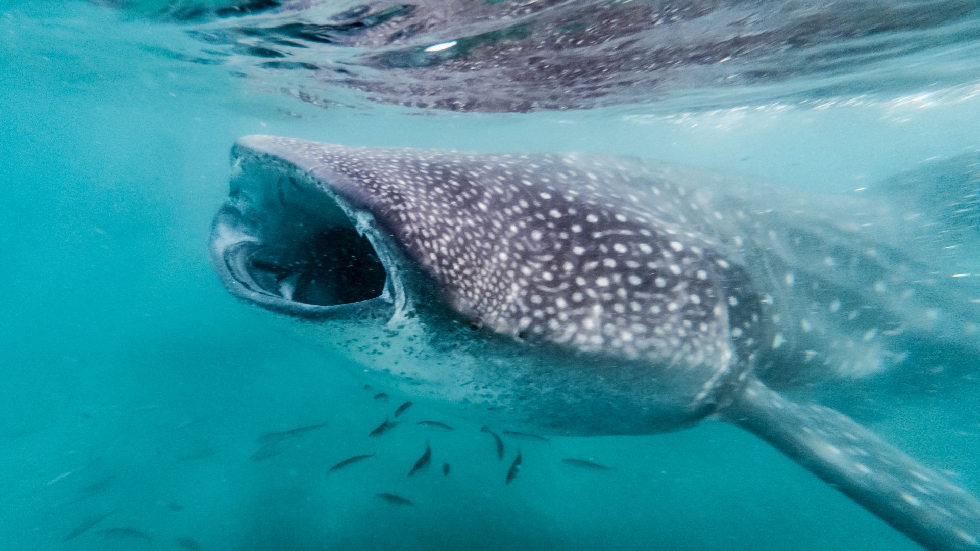 File:Whale Shark (Rhincodon typus) with open mouth in La Paz, Mexico.jpg