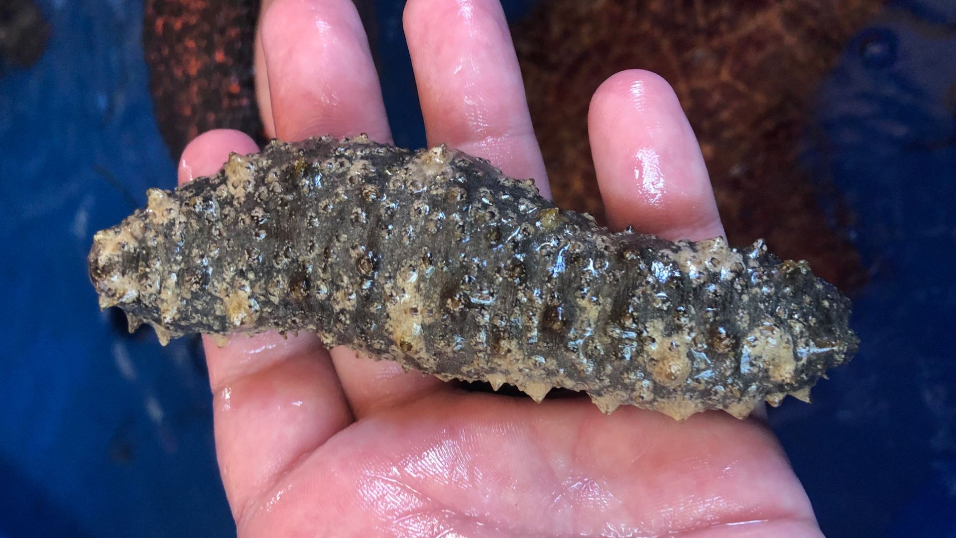 File:Florida Sea Cucumber Holothuria floridana crop rotate.jpg