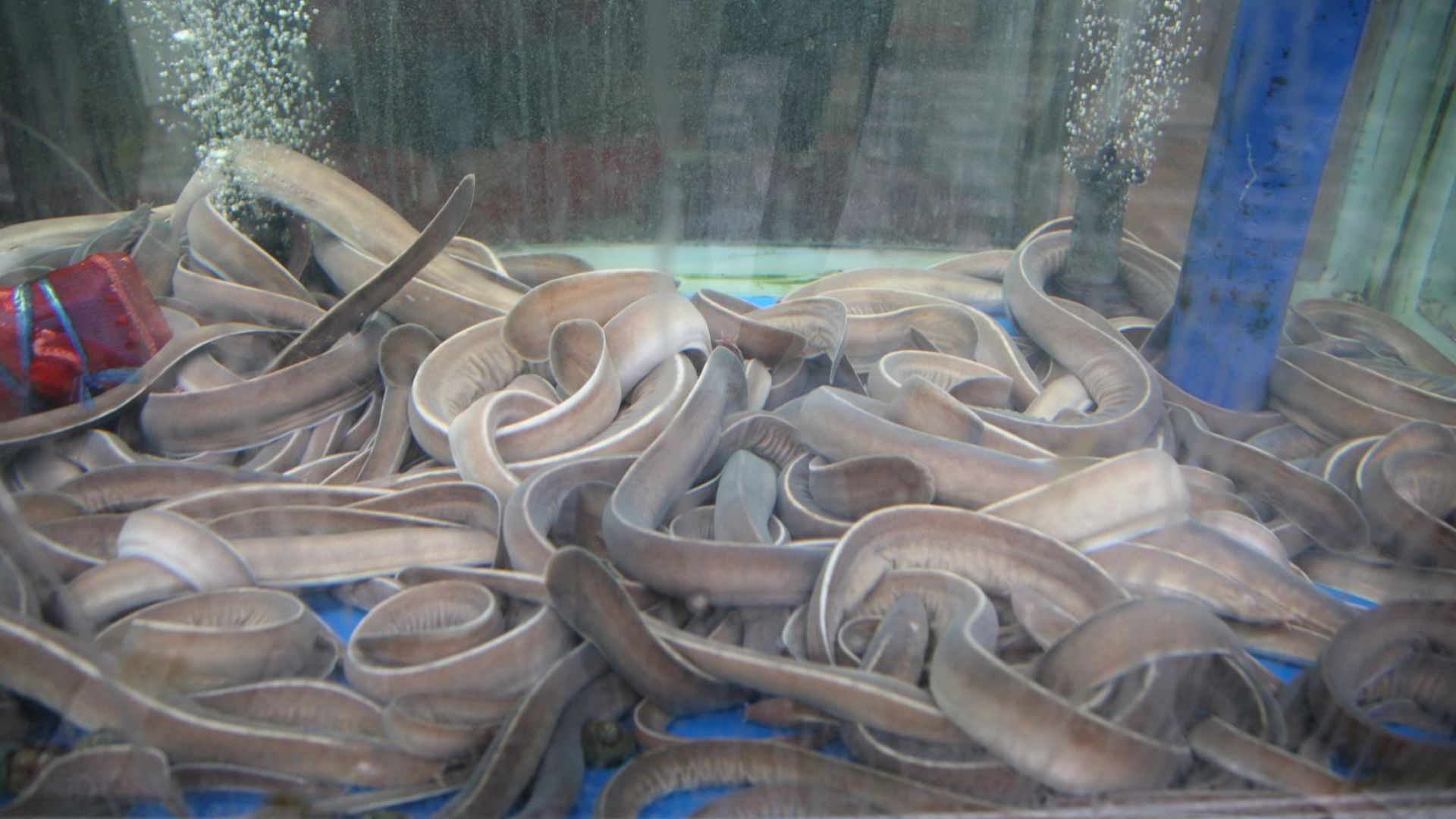 File:Korea-Busan-Haeundae Market-Inshore hagfish-04.jpg