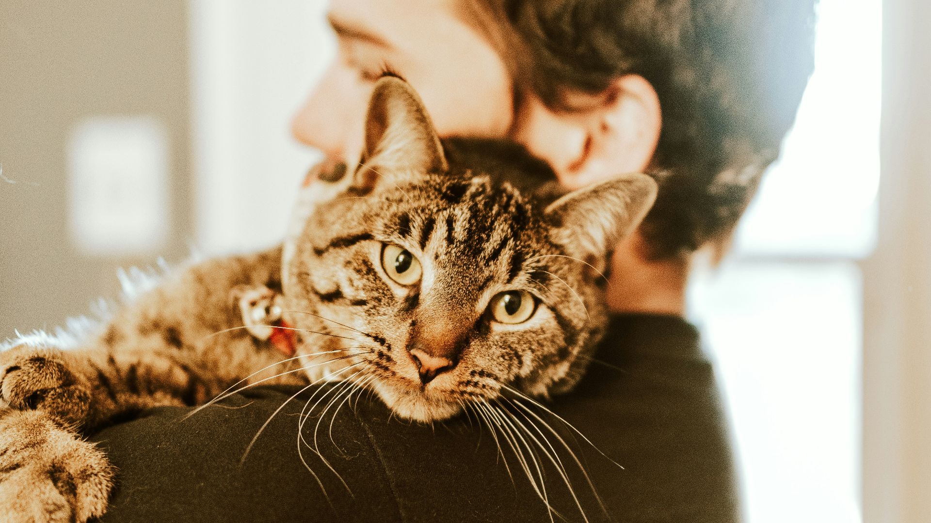brown tabby cat on black leather chair