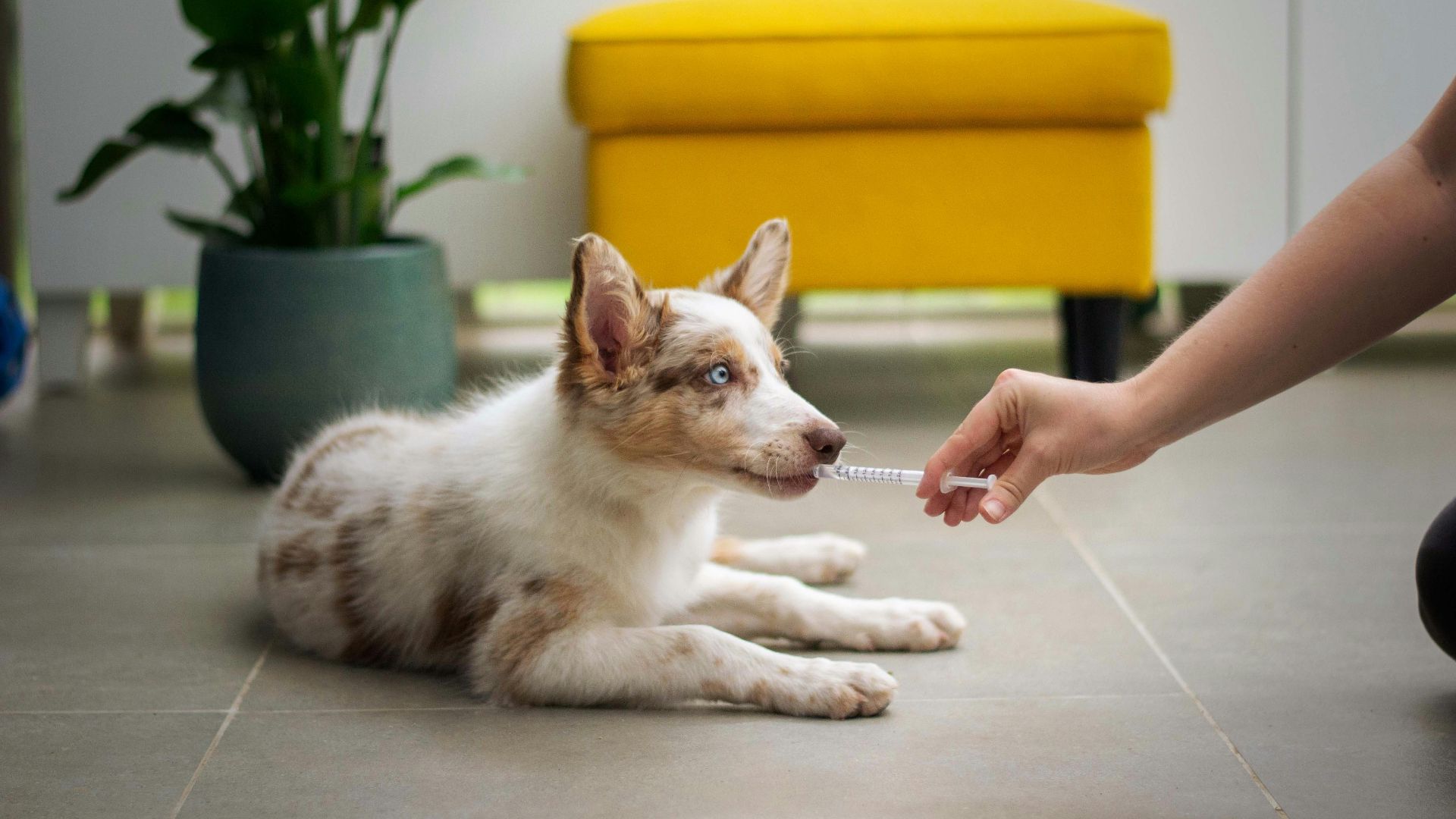 a dog laying on the floor with a person holding a stick