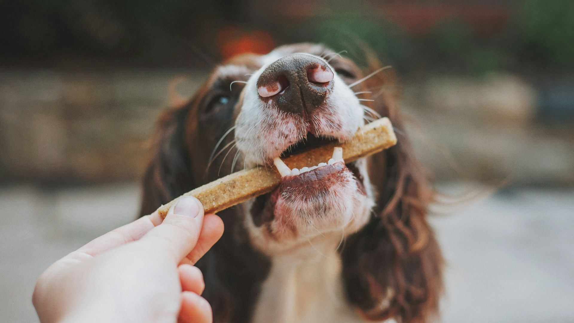 person holding brown wooden stick with white and black short coated dog