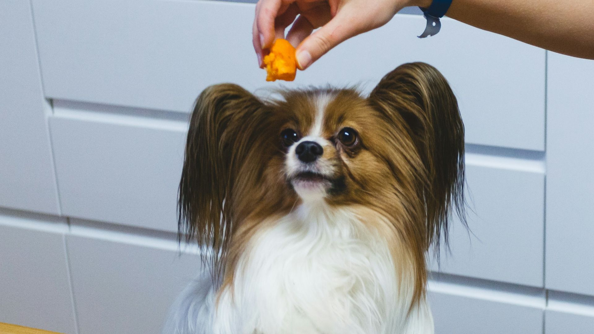 a small brown and white dog sitting on top of a wooden table