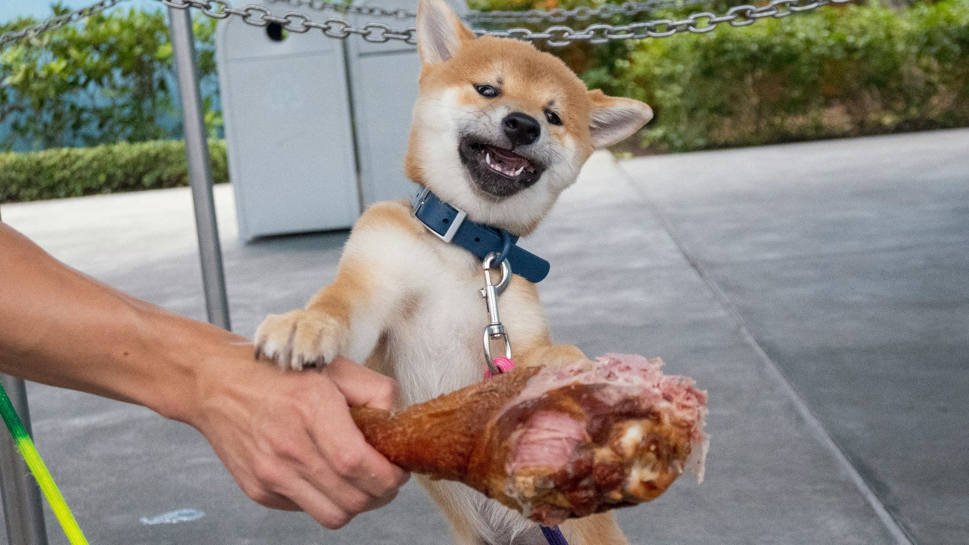 person holding brown short coated dog