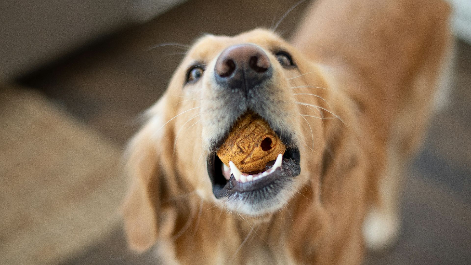 golden retriever sitting on floor