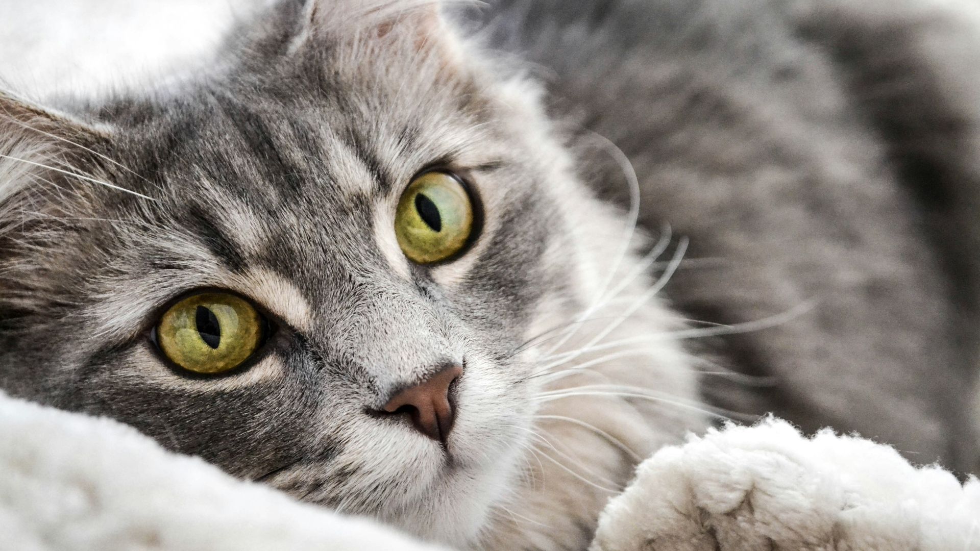 closeup photography of gray and black tabby cat laying on white textile