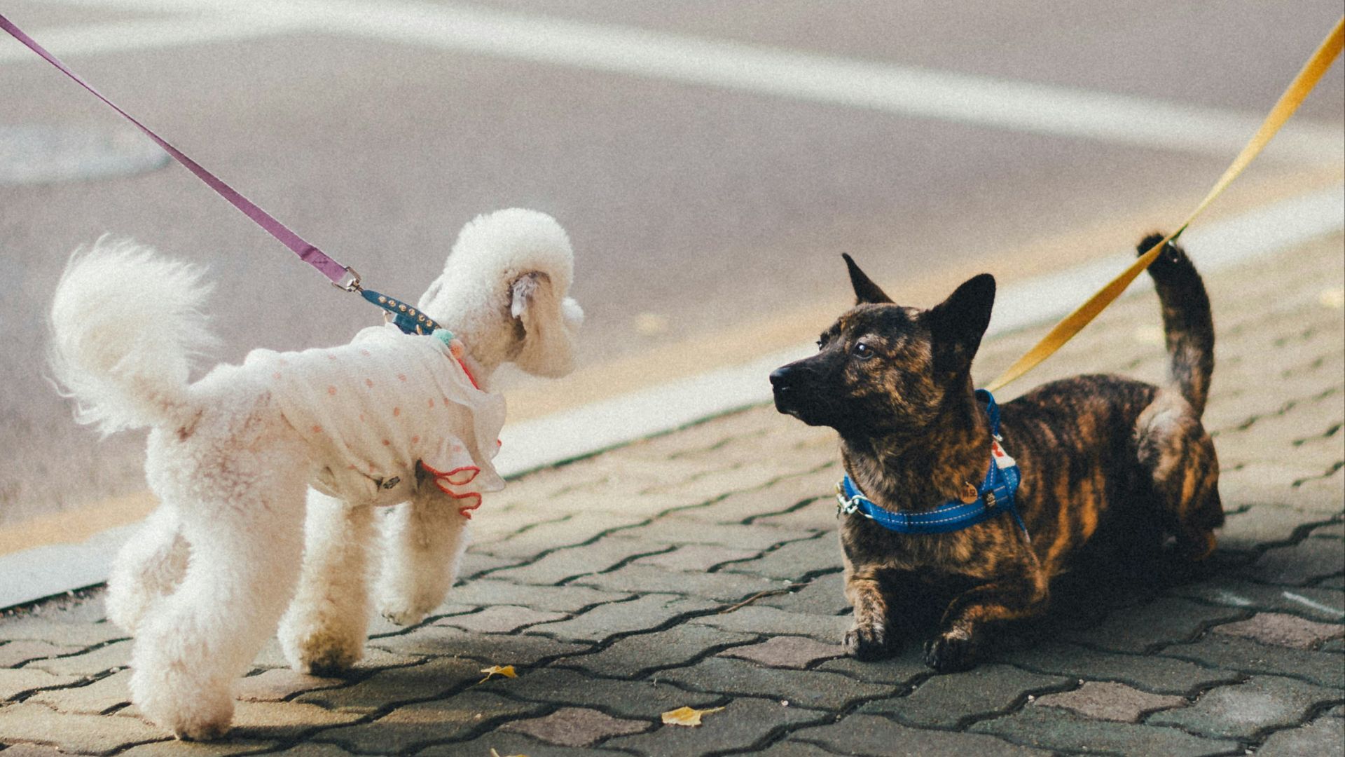 brown and black short coated small dog with white long coat small dog on gray concrete