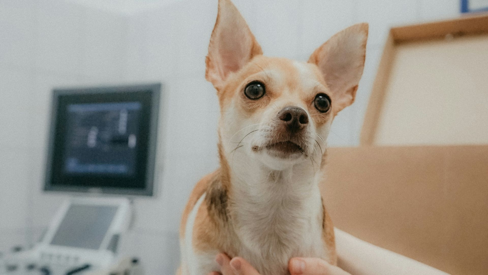 a person holding a dog