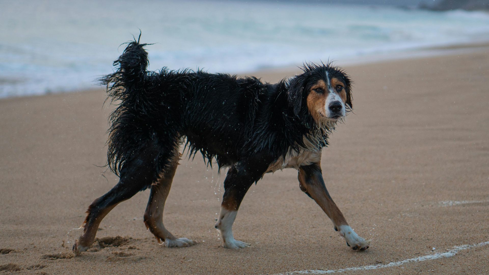 ignacio andres yañez grandon