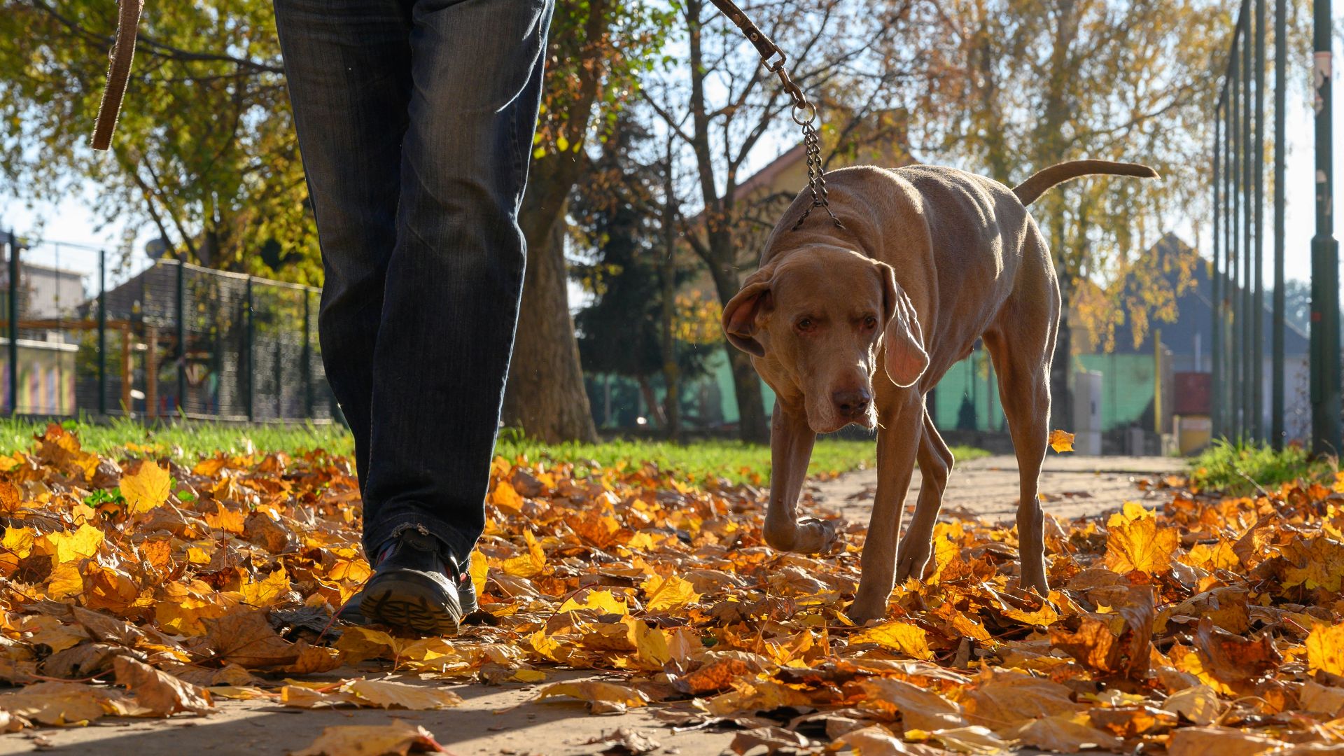 a person walking a dog on a leash