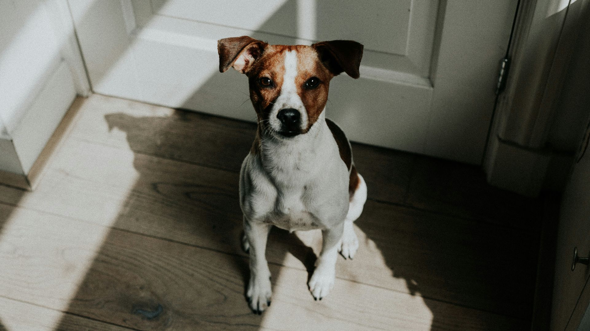 short-coated white and brown dog sitting behind white wooden door