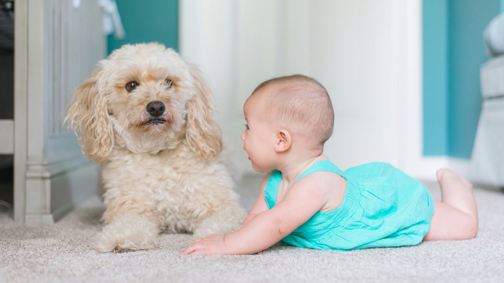 baby crawling near long-coated brown dog near door