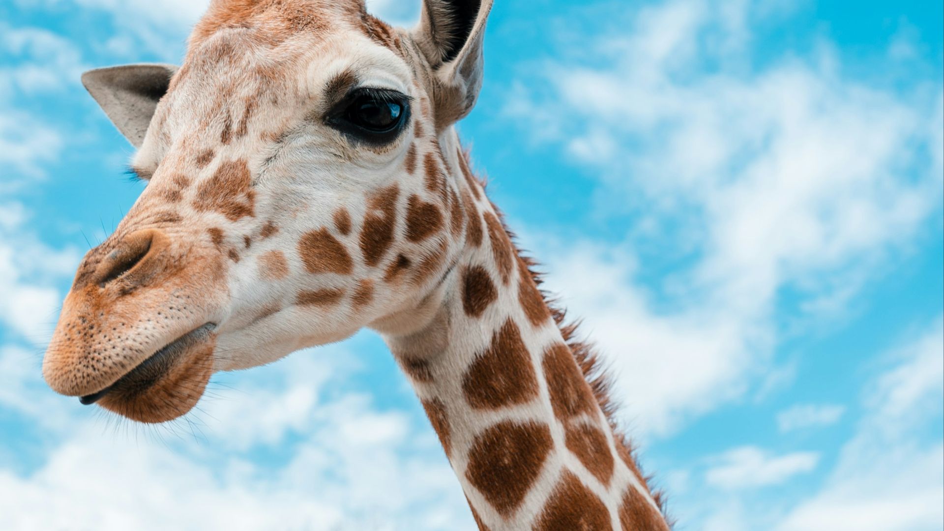 portrait of giraffe