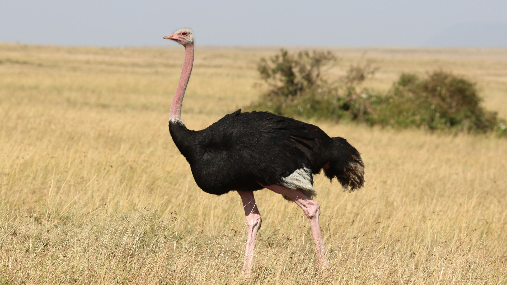 an ostrich standing in the middle of a field