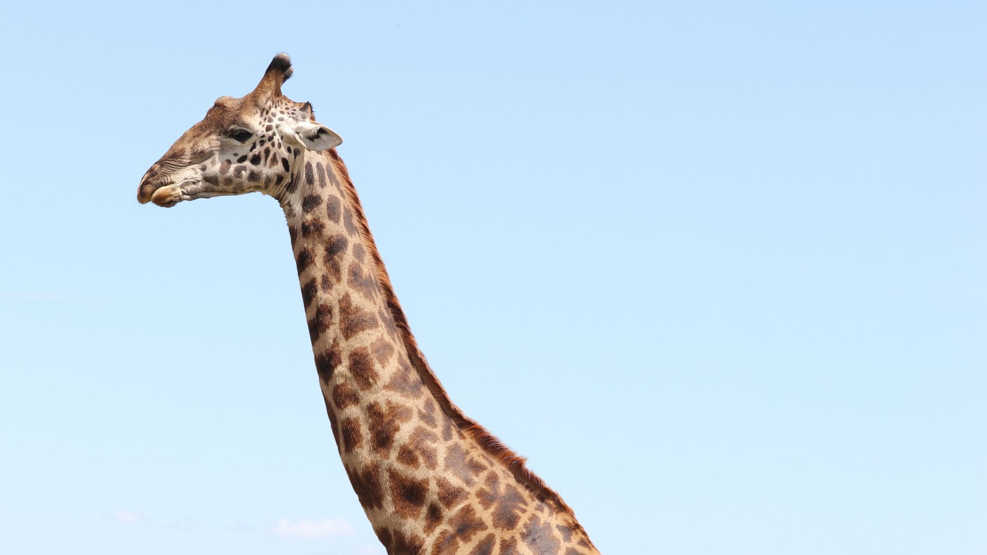 giraffe standing on green grass during daytime