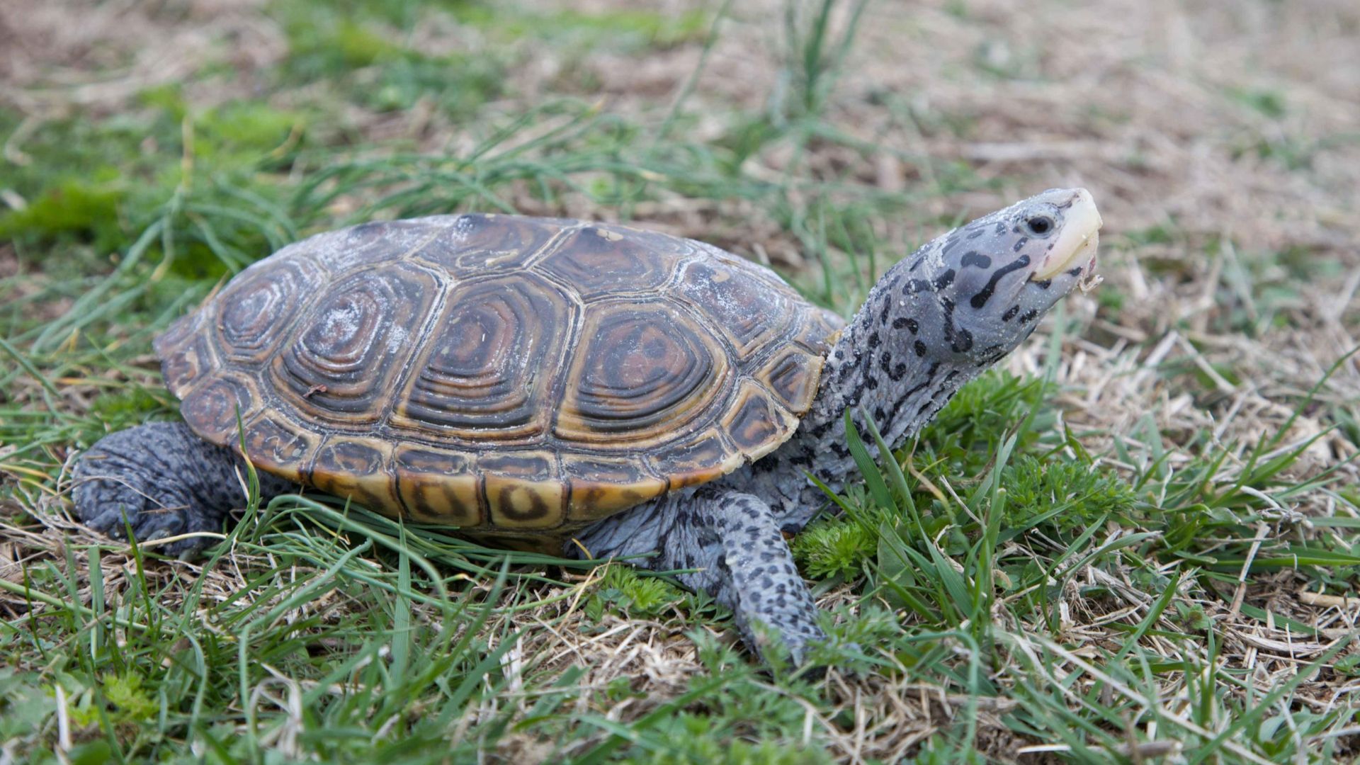 File:Diamond terrapin turtle reptile malaclemys terrapin.jpg