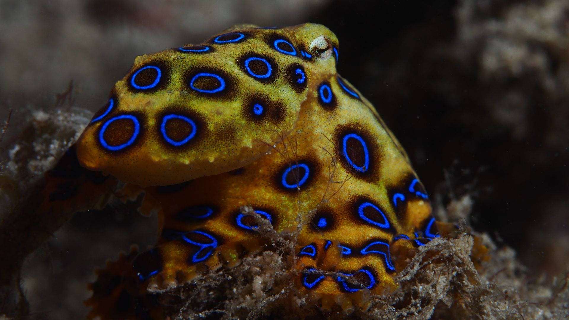 File:Greater blue-ringed octopus (Hapalochlaena lunulata) (16219454856).jpg