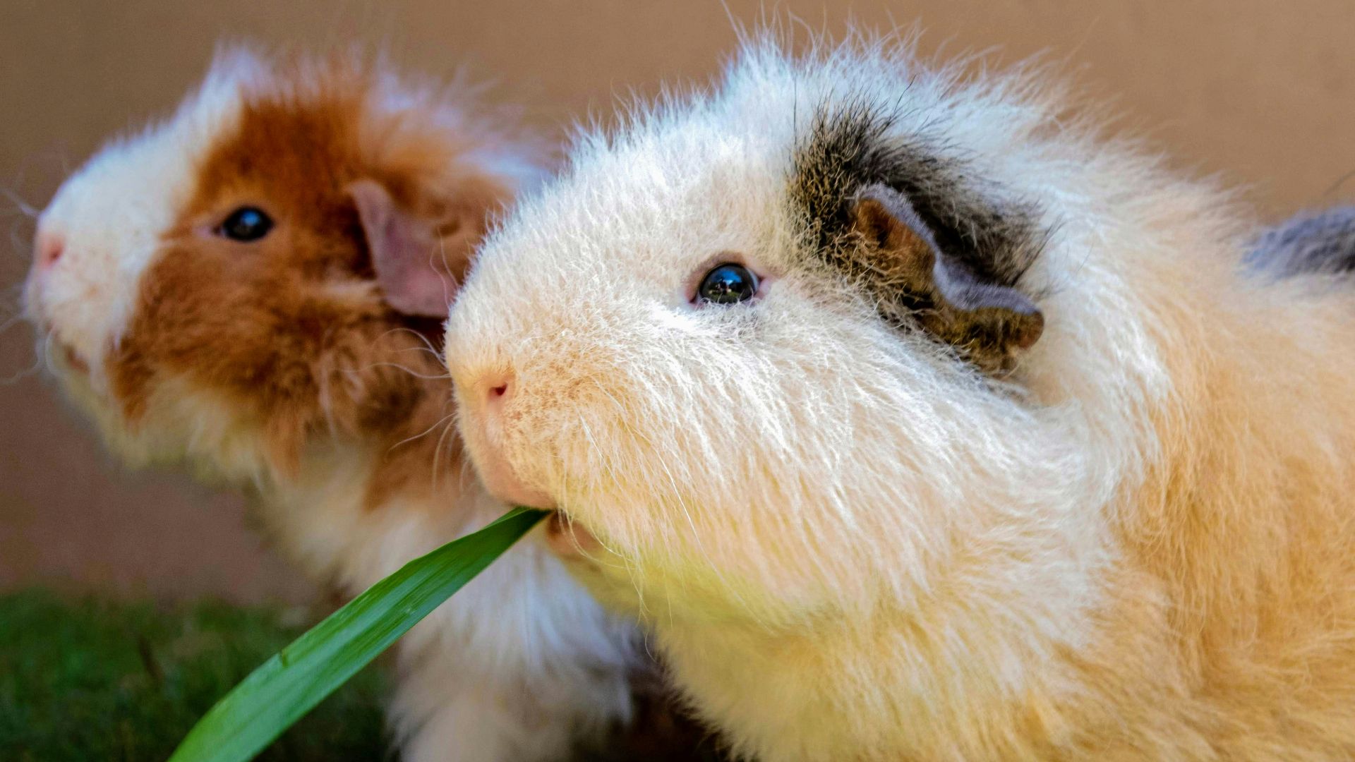 a guinea pig and a guinea pig