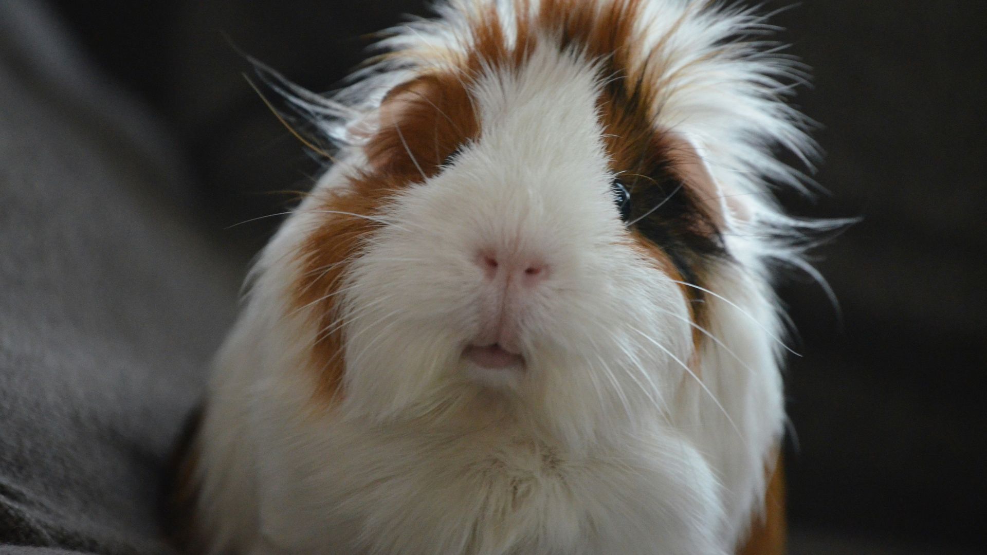 medium coated white and brown animal