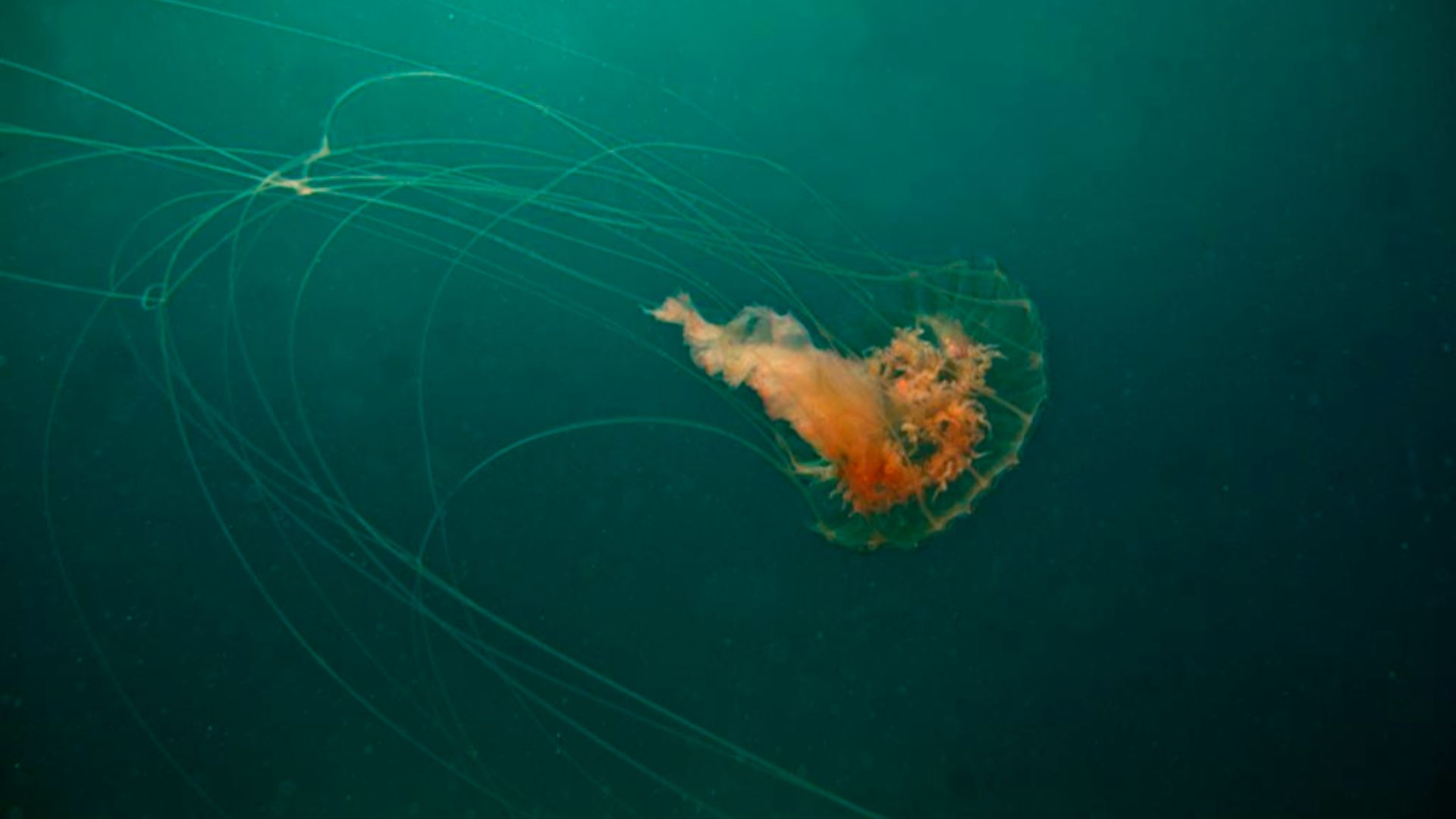 File:19-Indonesia-Bali Nusa-Penida Manta-Point 17 (Box Jellyfish)-APiazza.JPG