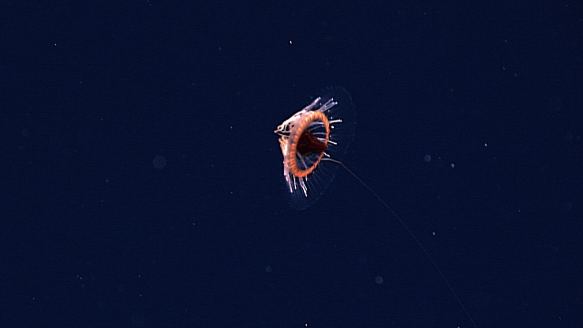 File:Coronate of the genus Atolla Puerto Rico 28 April 2015.png