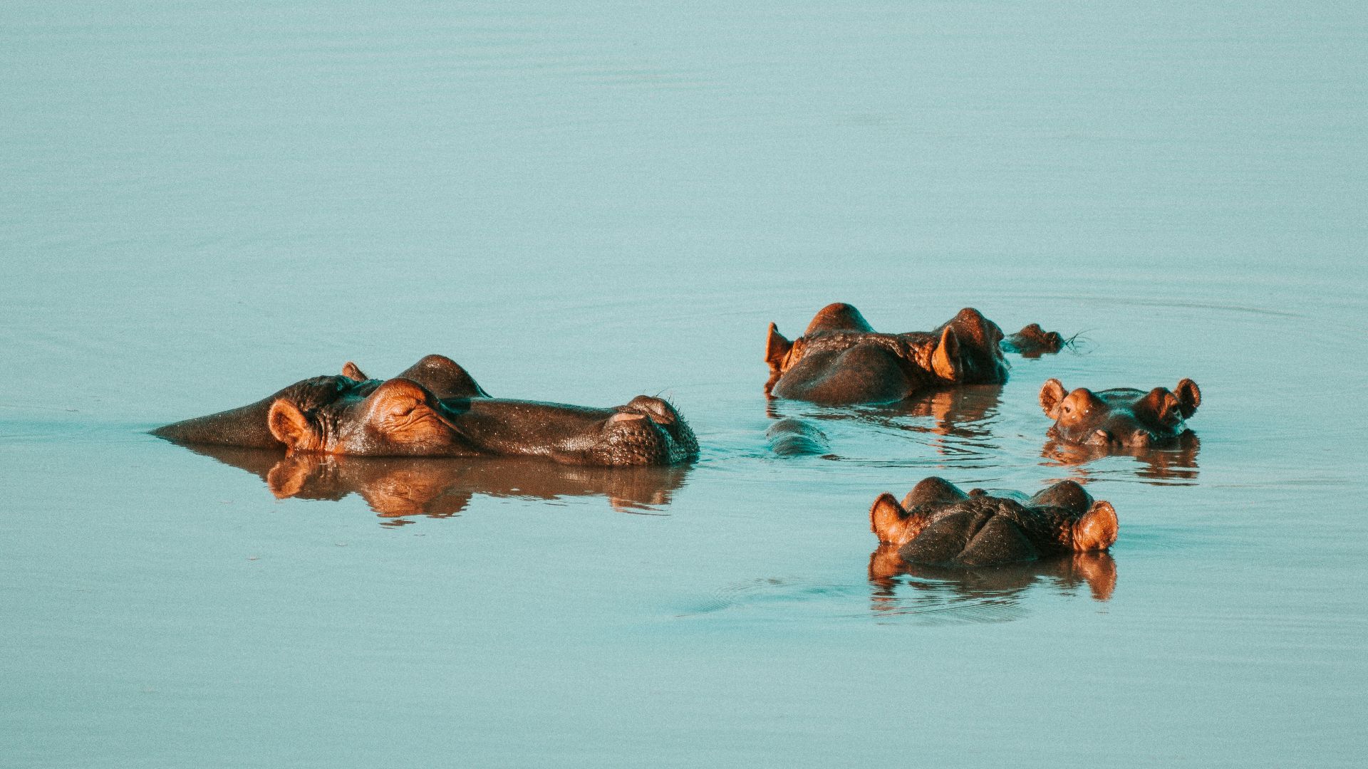 four hippopotamus on body of water