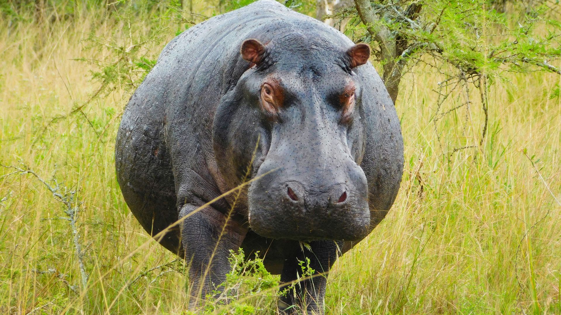 a hippopotamus in tall grass