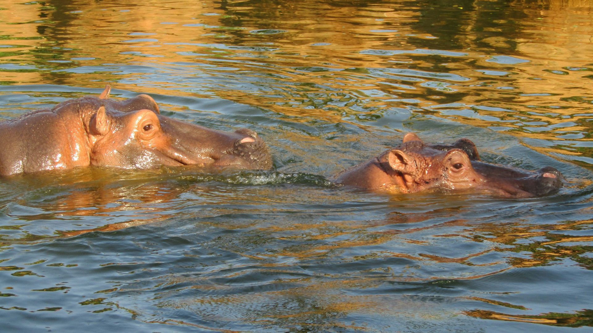 a group of hippopotamus in a body of water