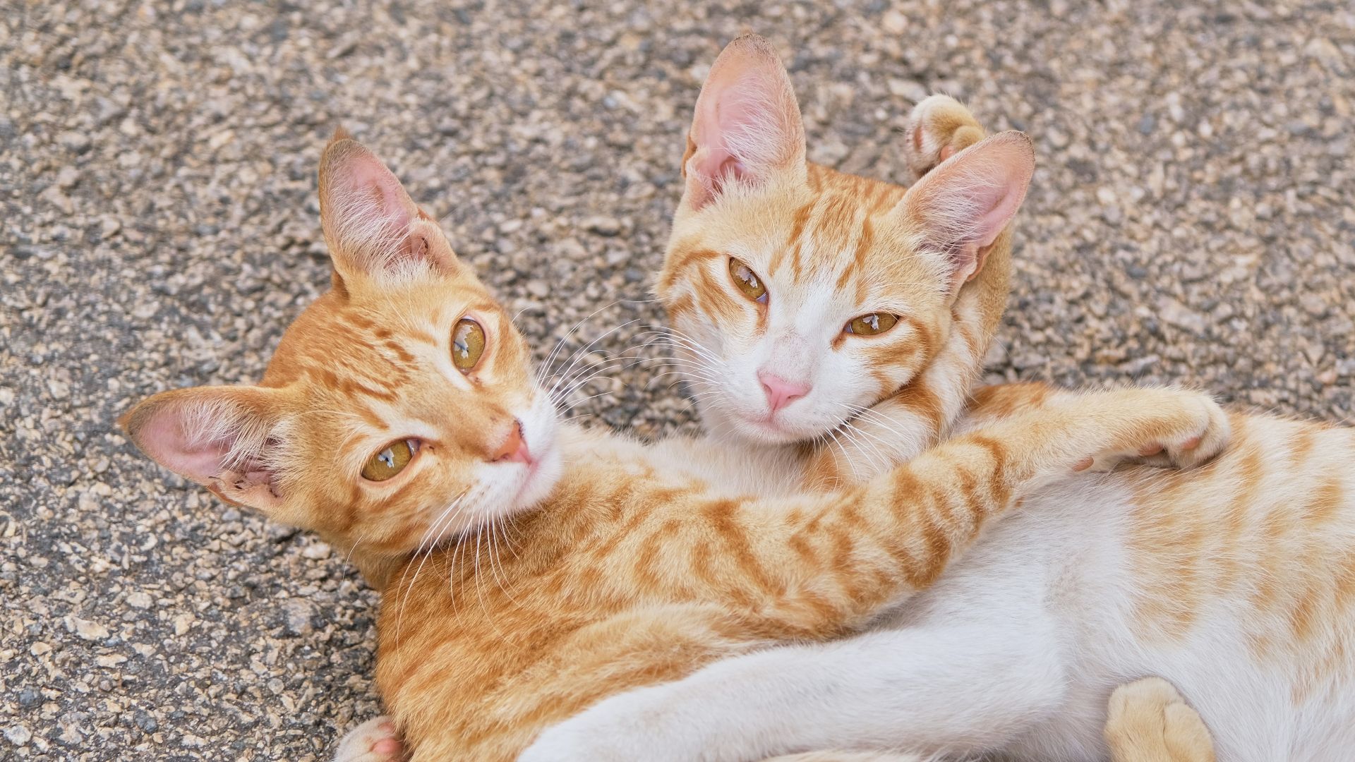orange tabby cat lying on ground
