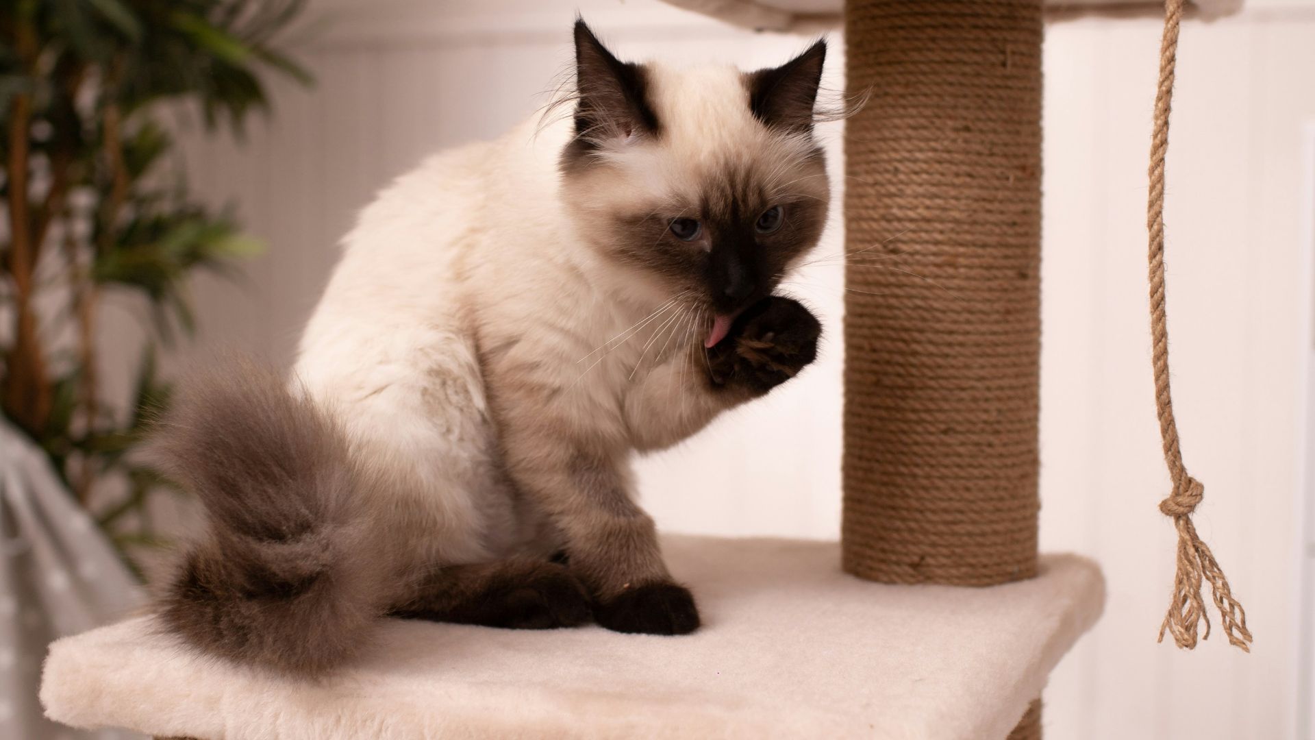 a cat sitting on top of a cat tree