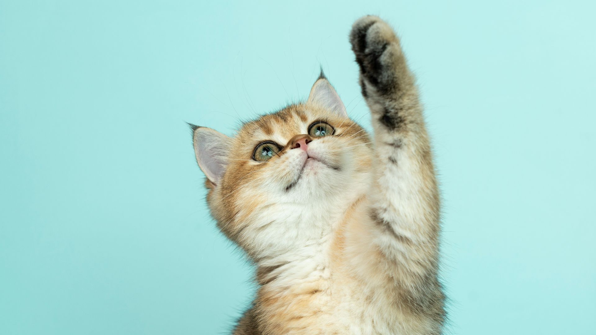 white and brown long fur cat