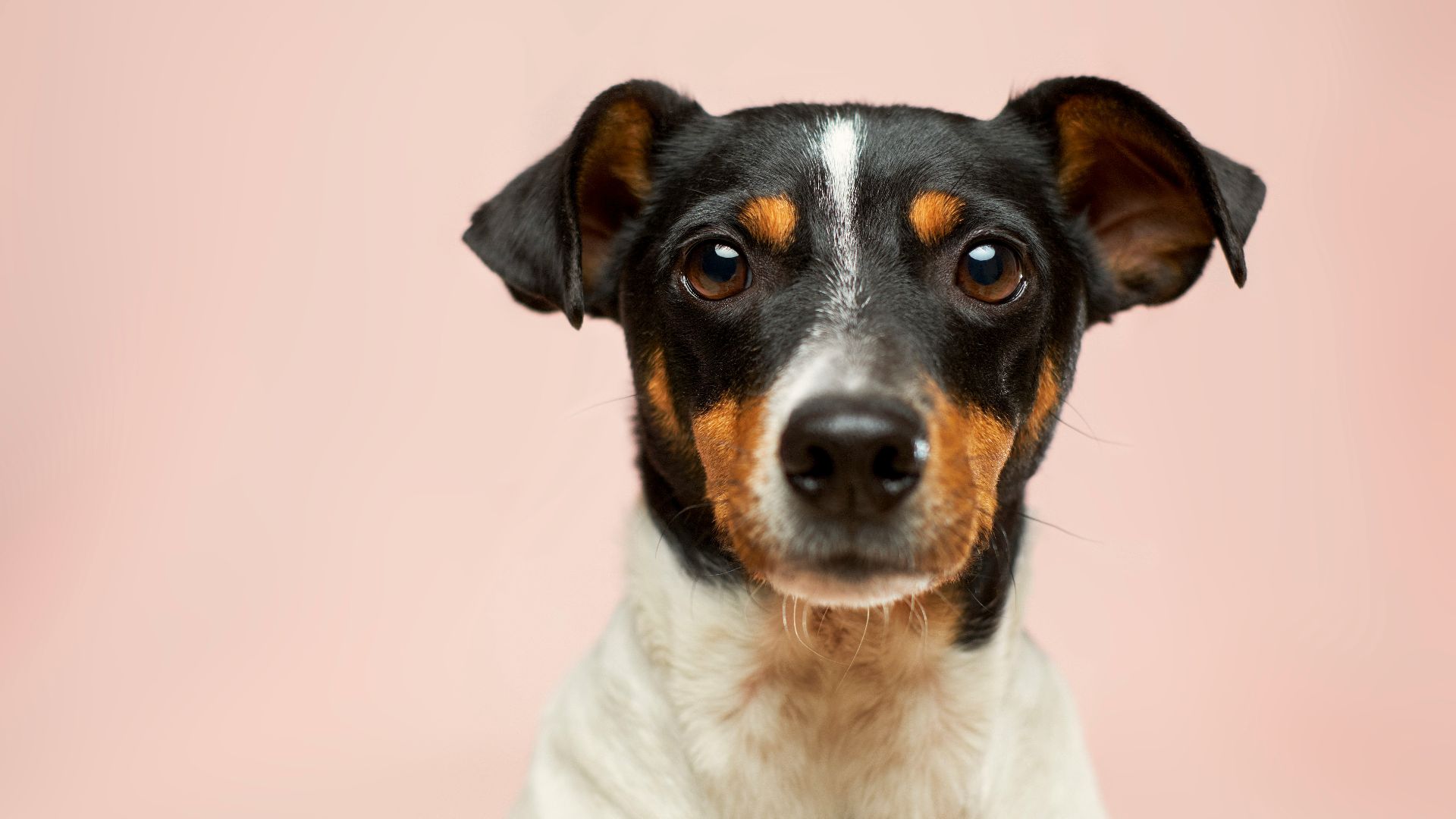 black and white short coated dog