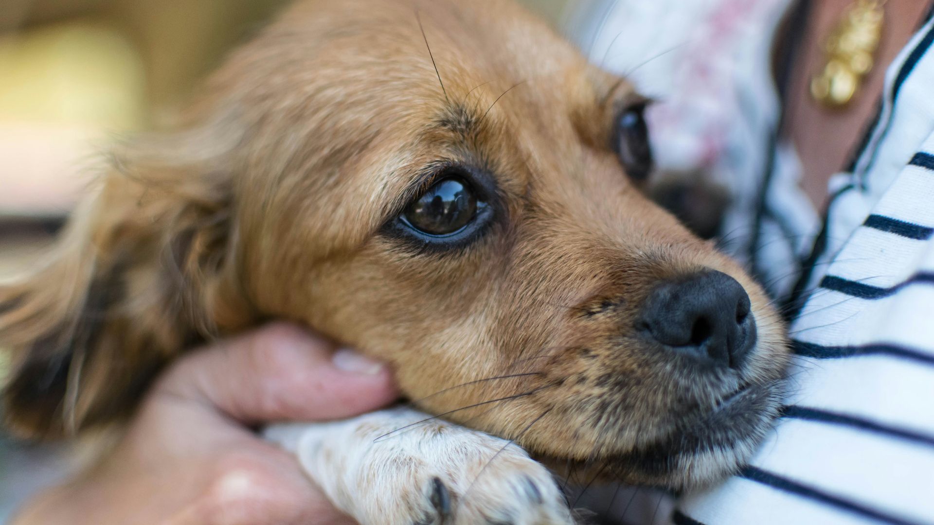 brown and white short coated dog