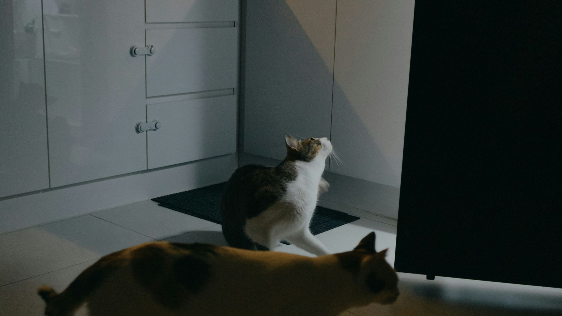 Two cats walking in a dimly lit kitchen.