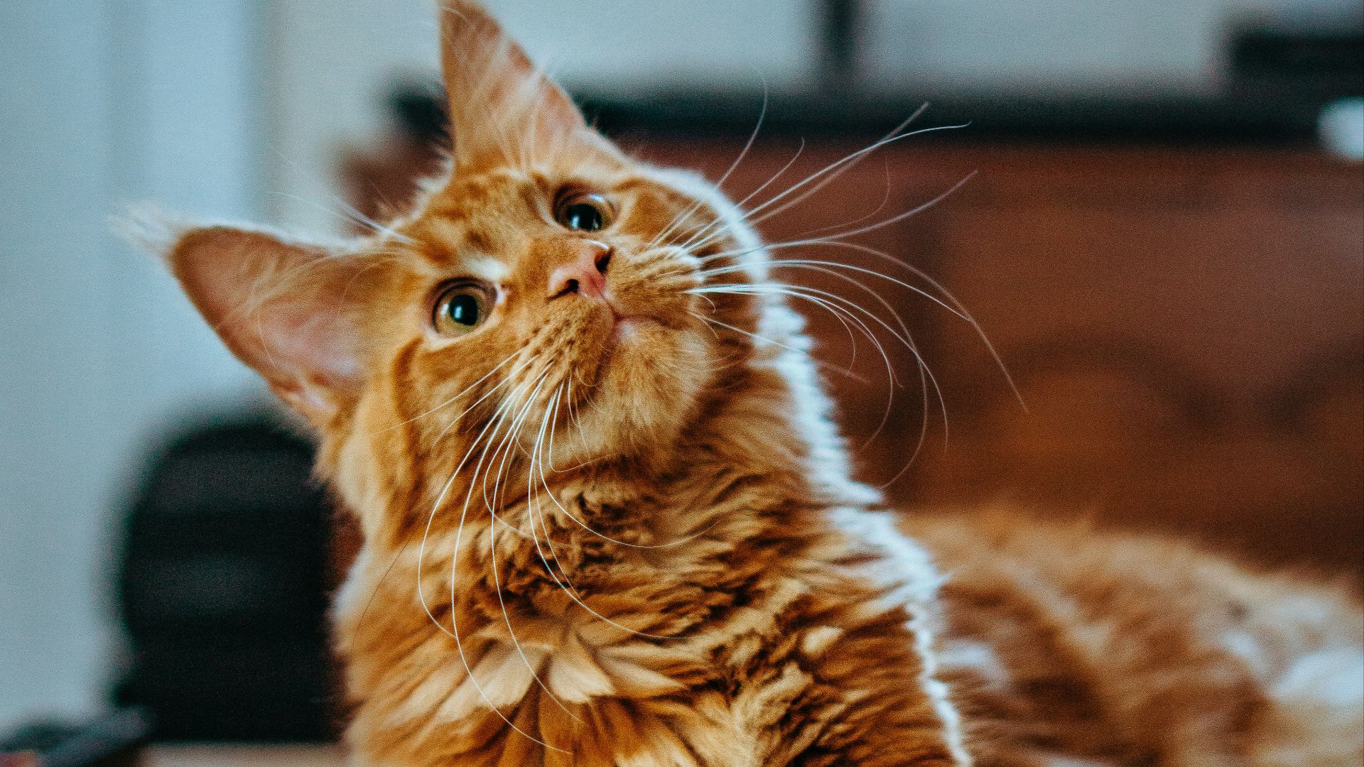 selective focus photography of orange and white cat on brown table