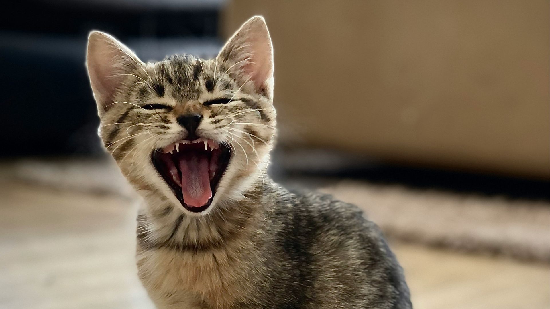 silver tabby kitten on floor