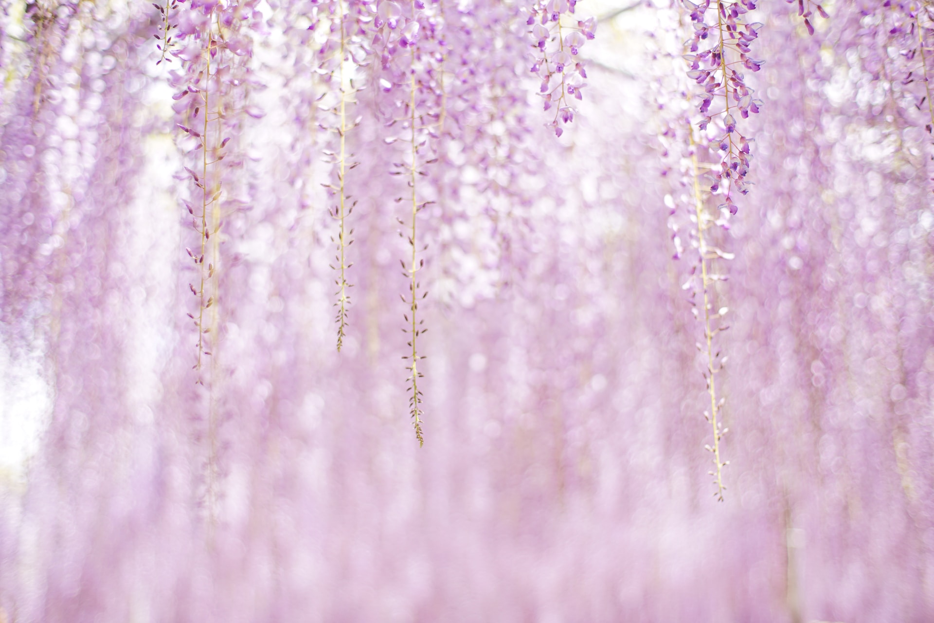 aki-nakazawa-DHWnugCQly0-unsplash.jpg