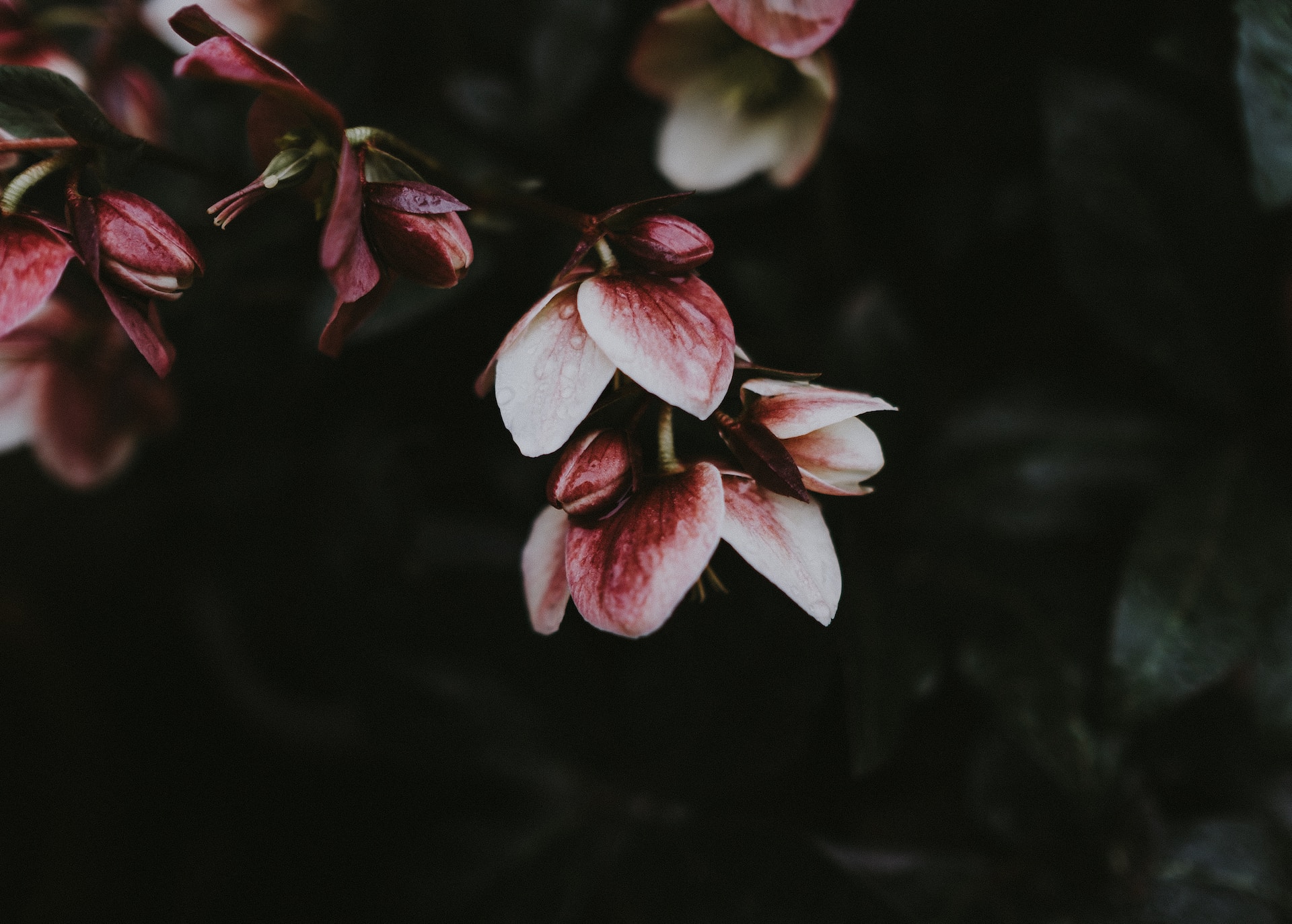 annie-spratt-r9eIL7jtenc-unsplash.jpg