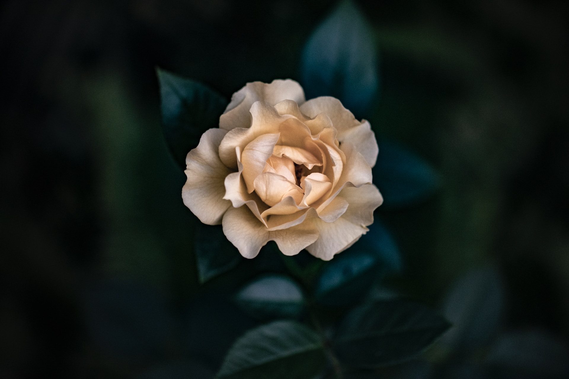 joe-pilie-Wkt5mMYAsHg-unsplash.jpg