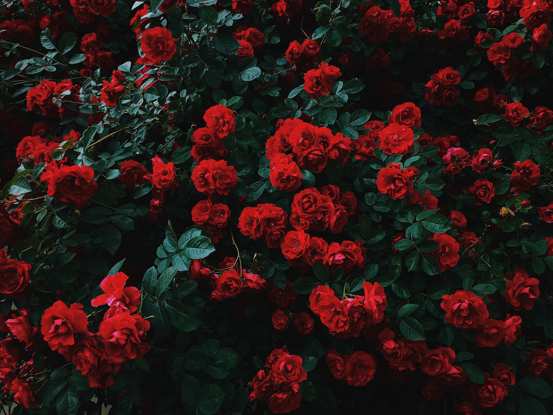 nikita-tikhomirov-dv7cSiHurKM-unsplash.jpg