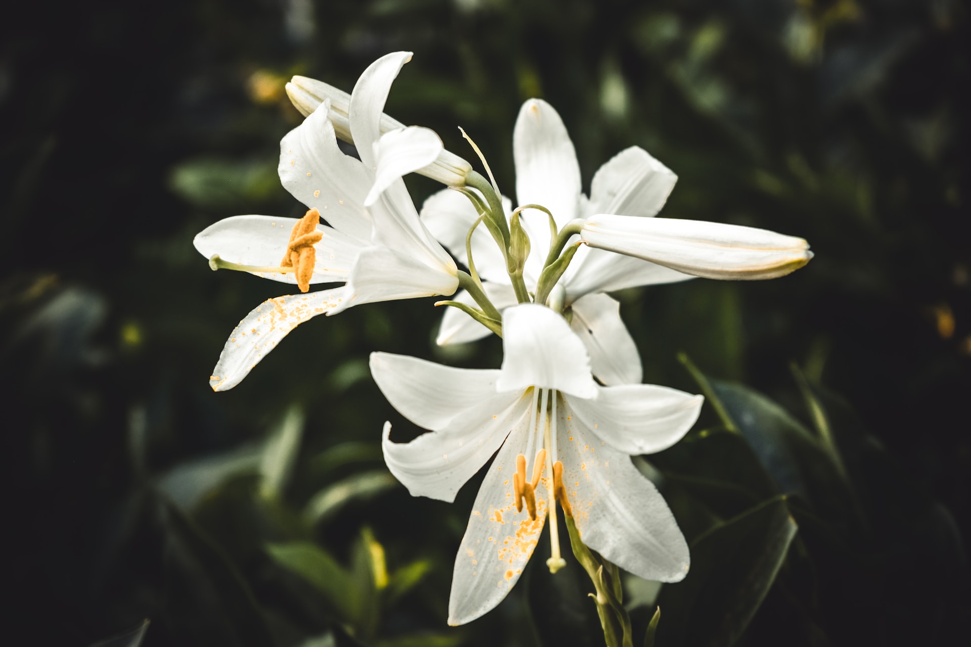 serafima-lazarenko-_iVuWPrfCZI-unsplash.jpg
