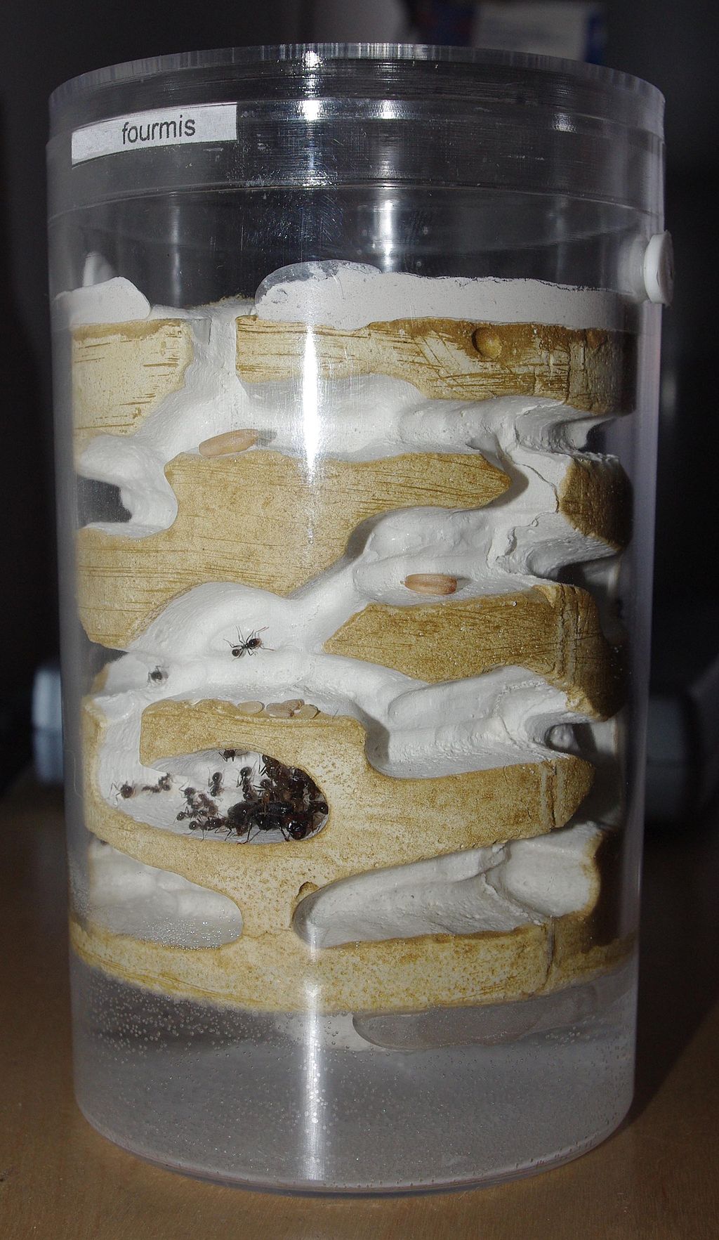 1024Px-Formicarium Cylant Fondation Messor Barbarus