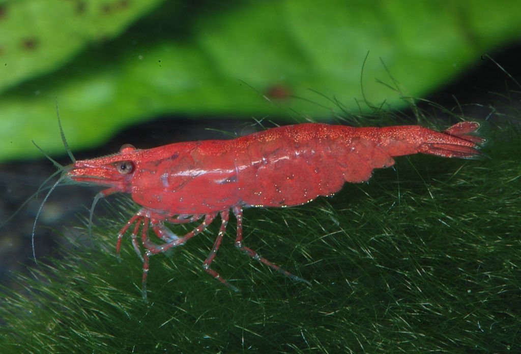 1024Px-Neocaridina-Heteropoda-Var-Sakura