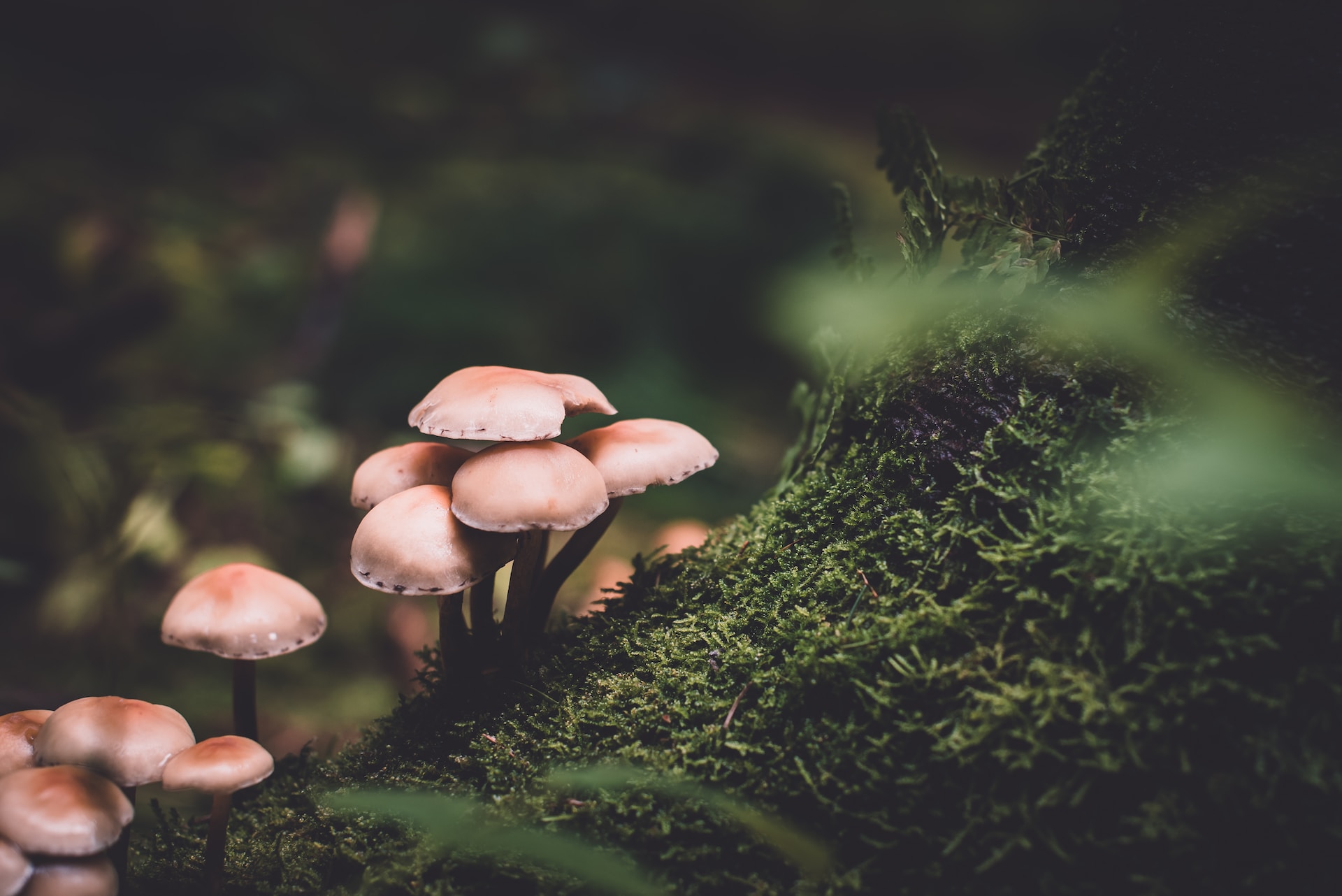 Presetbase-Lightroom-Presets-Qn6Nkyi3Cks-Unsplash (1)