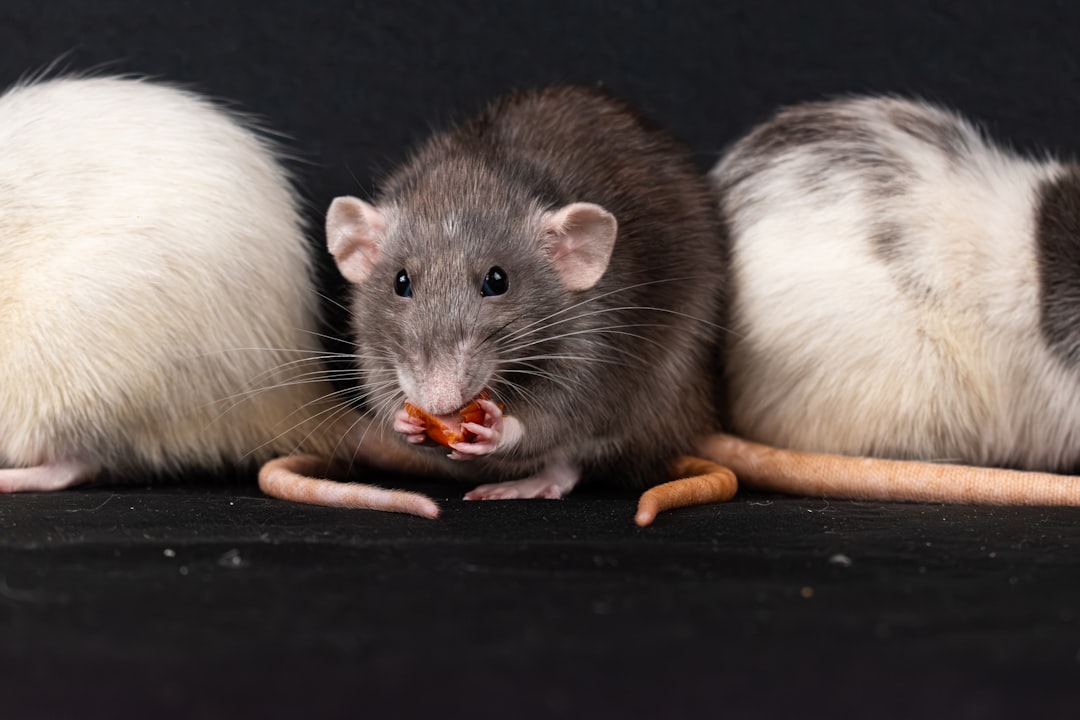 A group of three mice eating a piece of food