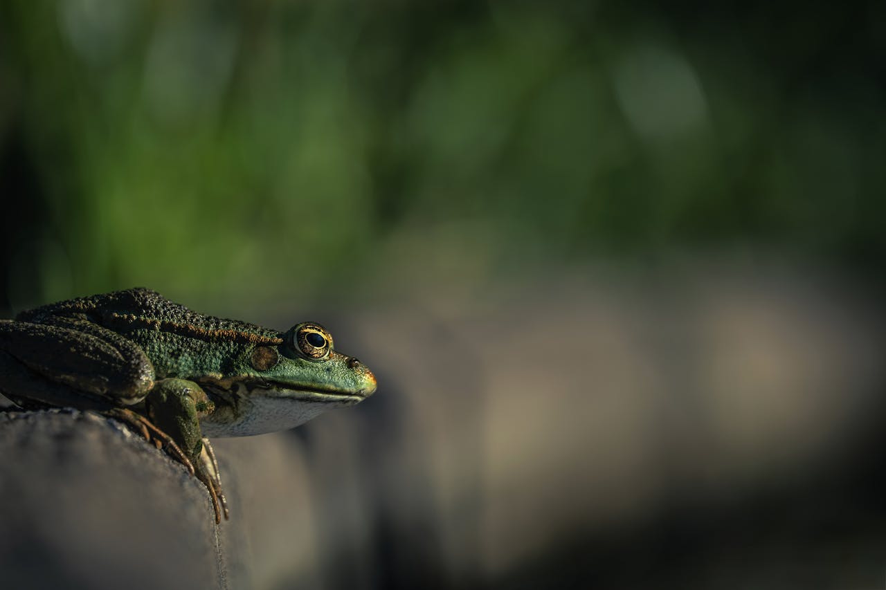 Pexels-Couleur-25942378