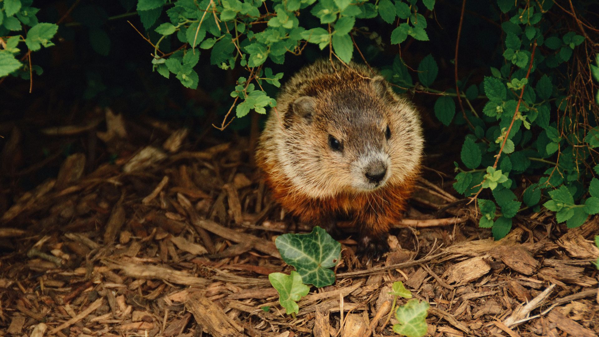 brown beaver walking near trees