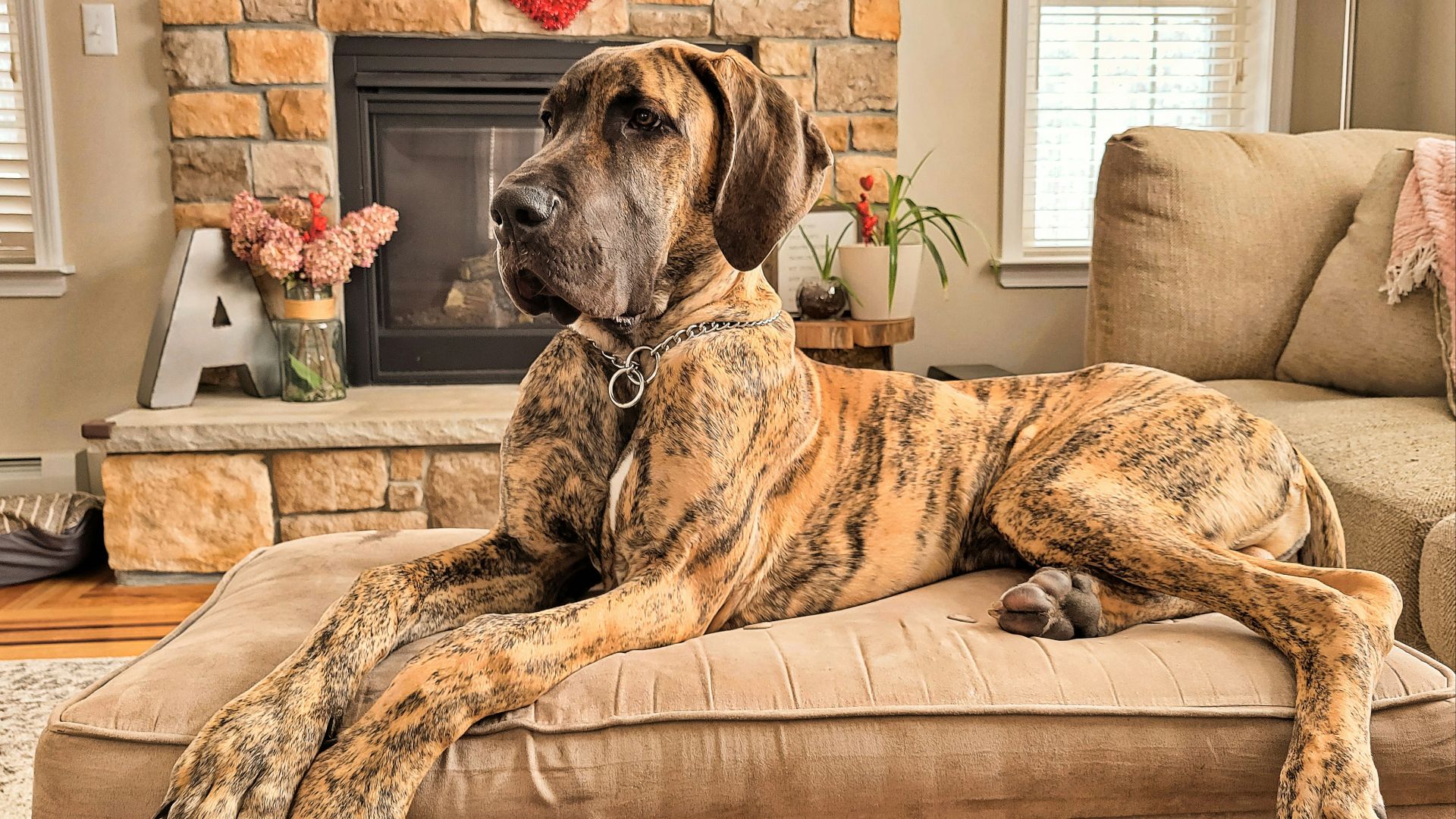 a large brown dog laying on top of a couch