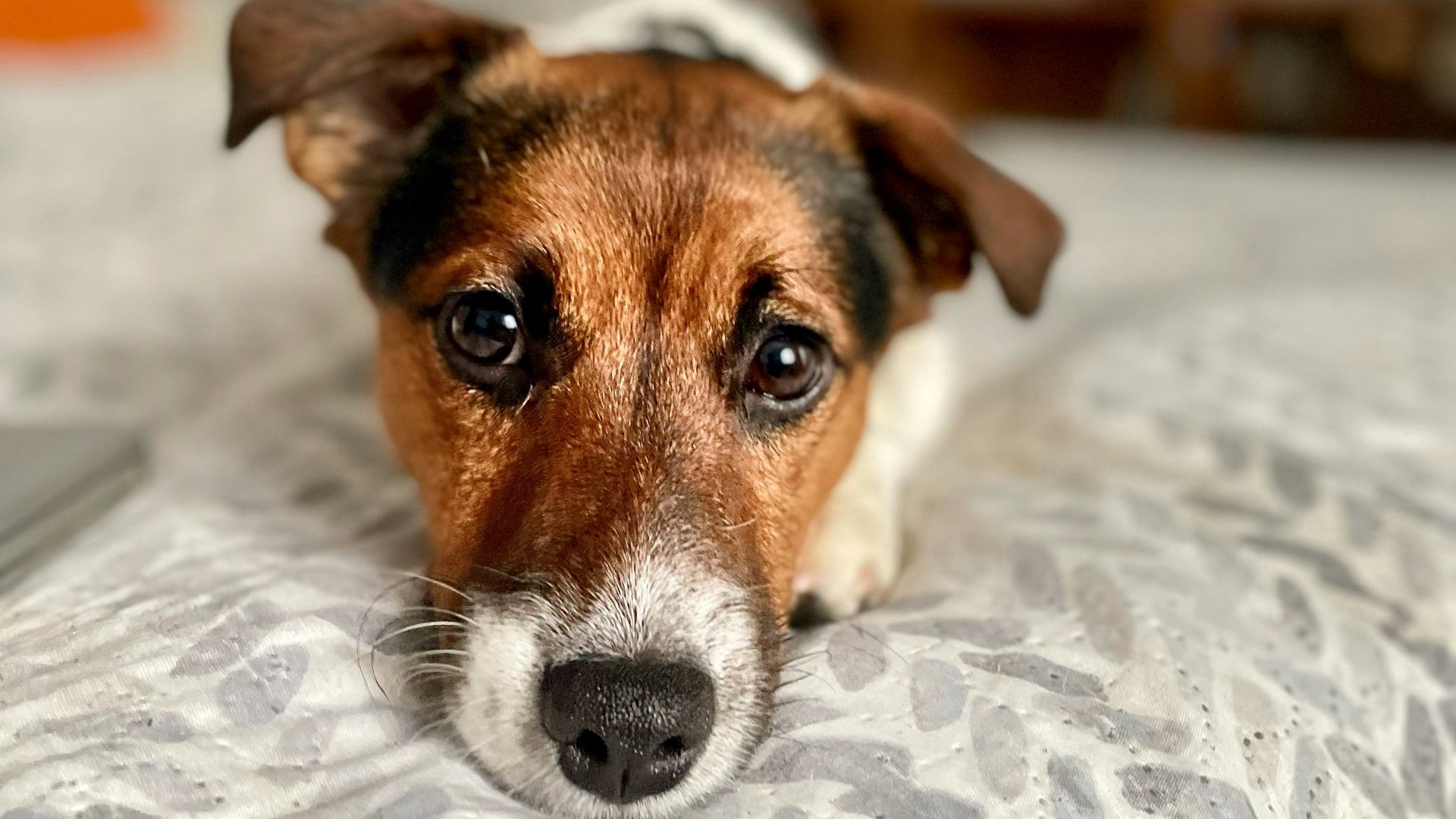 a brown and white dog laying on top of a bed
