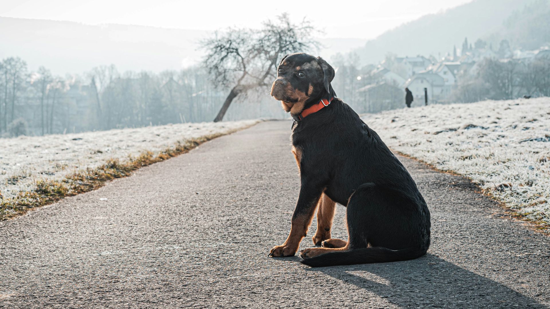 a dog sitting on the side of a road